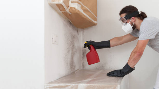 Basement Mold Remediation treatment on basement walls in Warwick