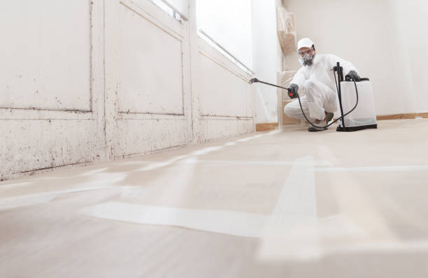 Black mold remediation team in Warwick